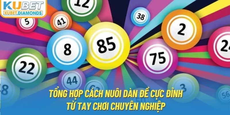 Tổng hợp cách nuôi dàn đề cực đỉnh từ tay chơi chuyên nghiệp