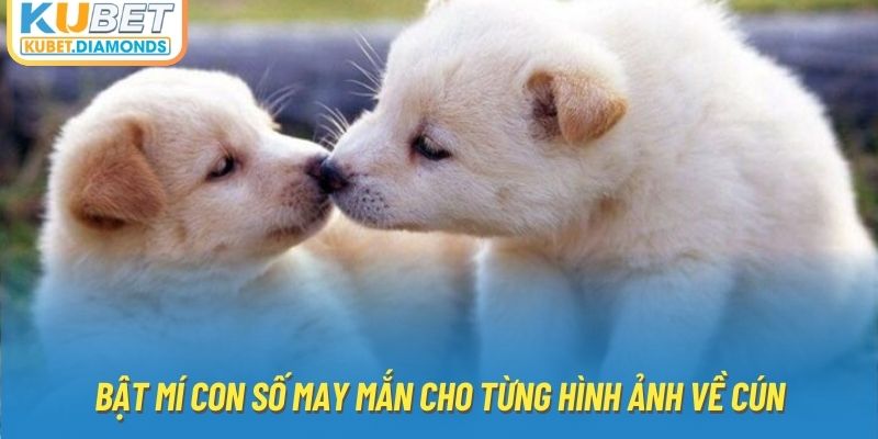 Bật mí con số may mắn cho từng hình ảnh về cún