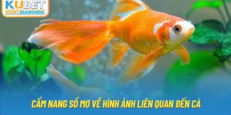 Cẩm nang sổ mơ về hình ảnh liên quan đến cá