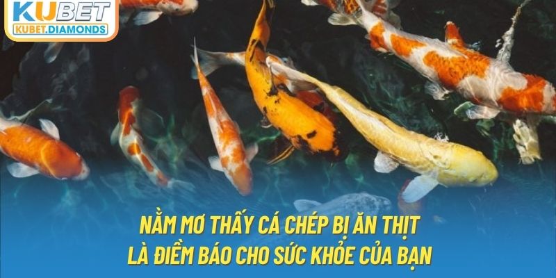 Nằm mơ thấy cá chép bị ăn thịt là điềm báo cho sức khỏe của bạn