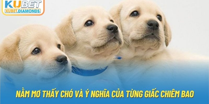 Nằm mơ thấy chó và ý nghĩa của từng giấc chiêm bao