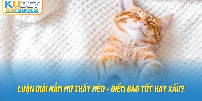 Luận Giải Nằm Mơ Thấy Mèo - Điềm Báo Tốt Hay Xấu?