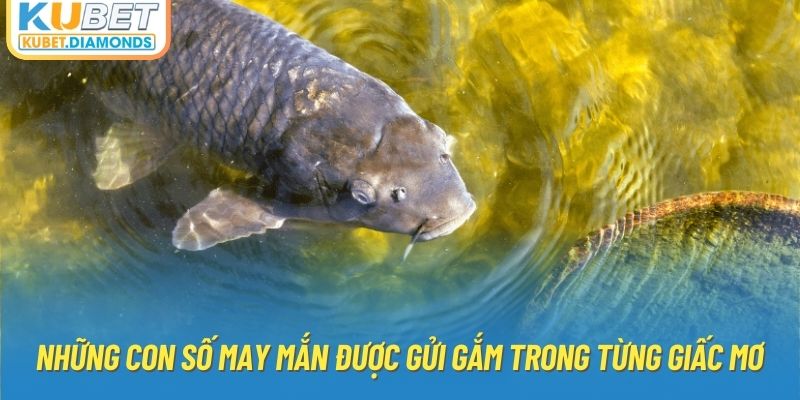 Những con số may mắn được gửi gắm trong từng giấc mơ