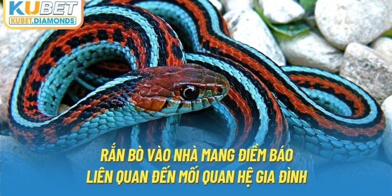 Rắn bò vào nhà mang điềm báo liên quan đến mối quan hệ gia đình